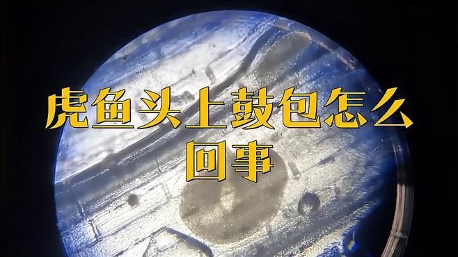 赤焰中國虎魚常見疾病