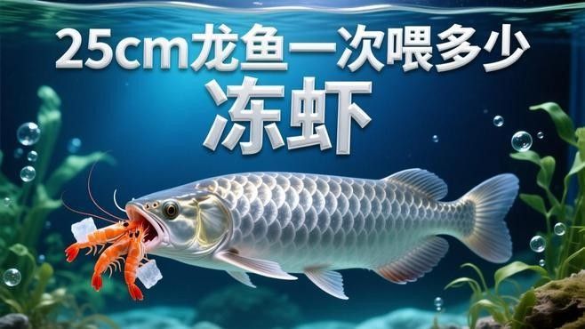 龍魚不吃東西怎么回事視頻 龍魚不吃東西怎么回事視頻 觀賞魚百科 第3張