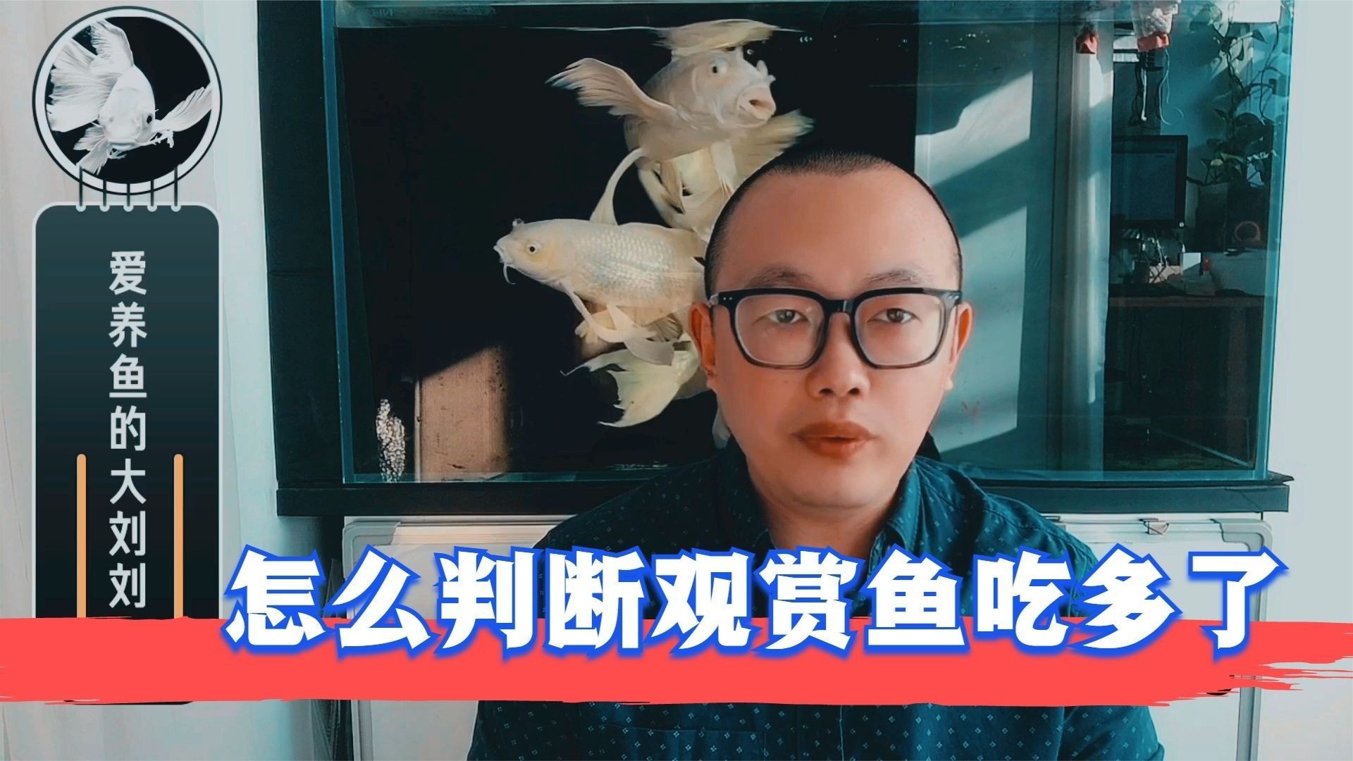龍魚不吃東西怎么回事視頻 龍魚不吃東西怎么回事視頻 觀賞魚百科 第5張