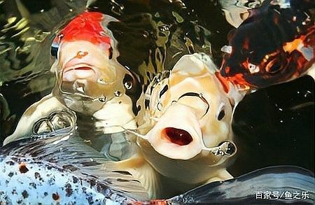 黑魚和龍魚混養需要多大的魚缸？（魚和龍魚混養的魚缸大小取決于多種因素）