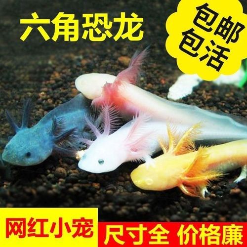 藍色恐龍魚的市場價格是多少（藍色恐龍魚市場價格是多少藍色恐龍魚的市場價格是多少） 藍色恐龍魚的市場價格是多少（藍色恐龍魚市場價格是多少藍色恐龍魚的市場價格是多少） 龍魚百科 第1張