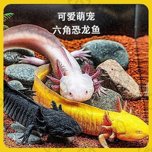 藍色恐龍魚的市場價格是多少（藍色恐龍魚市場價格是多少藍色恐龍魚的市場價格是多少） 藍色恐龍魚的市場價格是多少（藍色恐龍魚市場價格是多少藍色恐龍魚的市場價格是多少） 龍魚百科 第2張