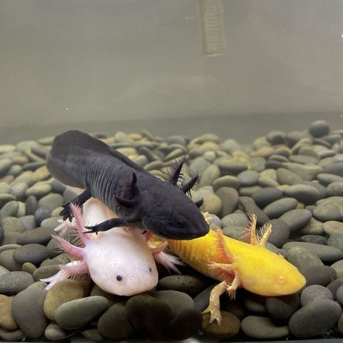 藍色恐龍魚的市場價格是多少（藍色恐龍魚市場價格是多少藍色恐龍魚的市場價格是多少） 藍色恐龍魚的市場價格是多少（藍色恐龍魚市場價格是多少藍色恐龍魚的市場價格是多少） 龍魚百科 第3張