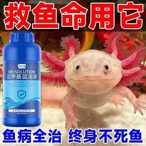 藍色恐龍魚的市場價格是多少（藍色恐龍魚市場價格是多少藍色恐龍魚的市場價格是多少） 藍色恐龍魚的市場價格是多少（藍色恐龍魚市場價格是多少藍色恐龍魚的市場價格是多少） 龍魚百科 第6張
