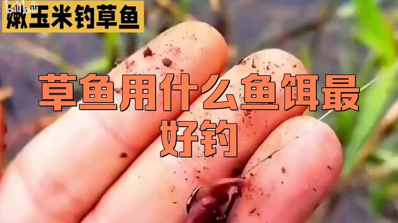 金龍魚餌游釣中國野釣青魚草魚