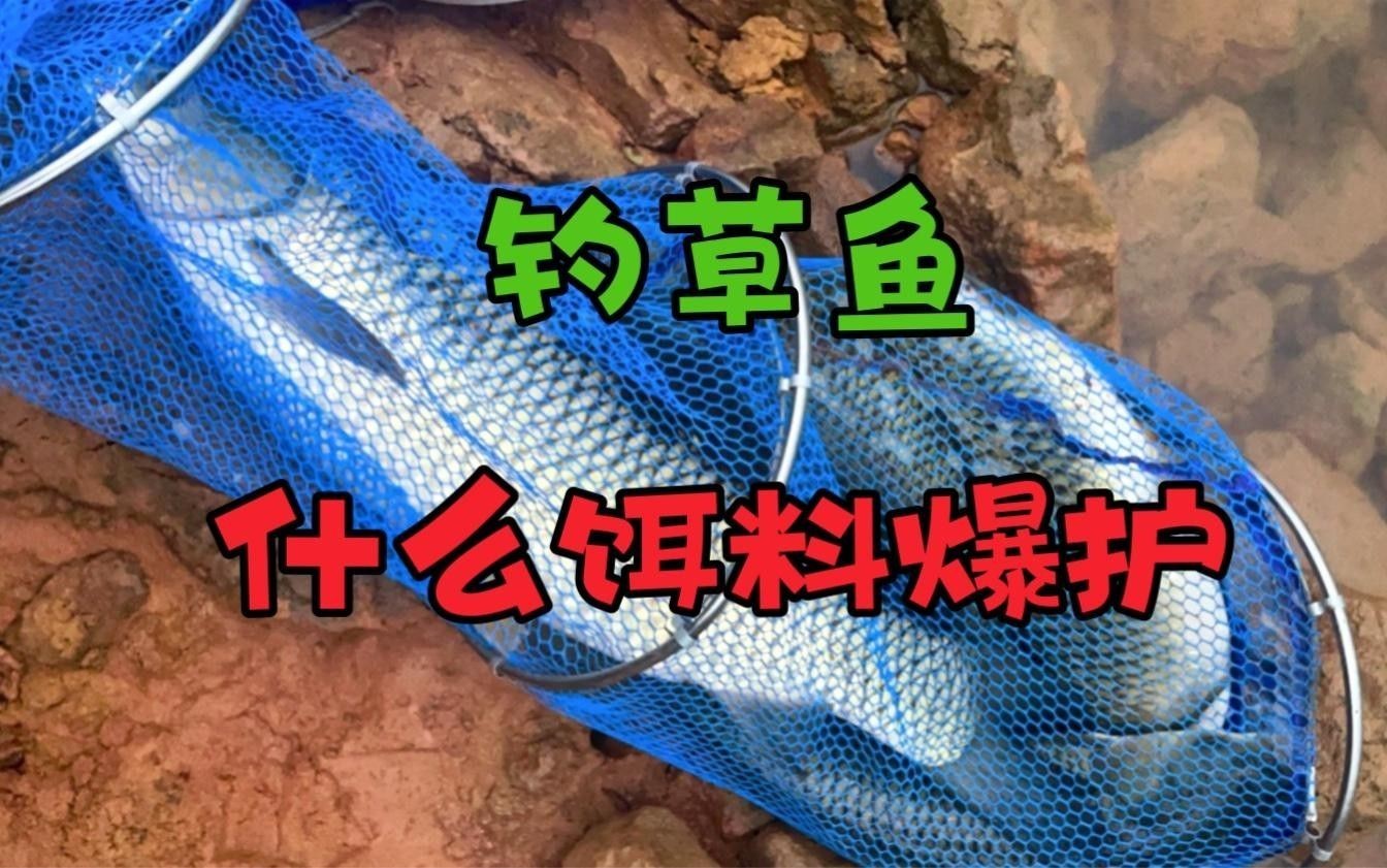 金龍魚餌游釣中國野釣青魚草魚