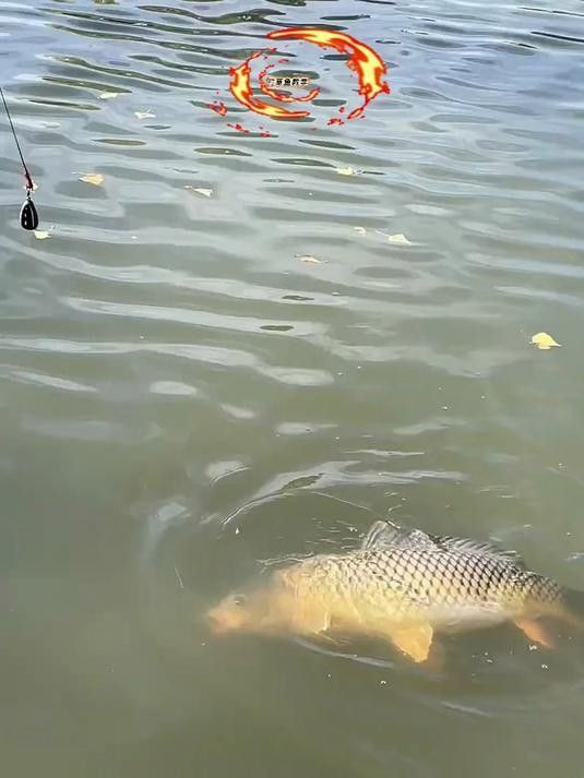 金龍魚餌游釣中國野釣青魚草魚