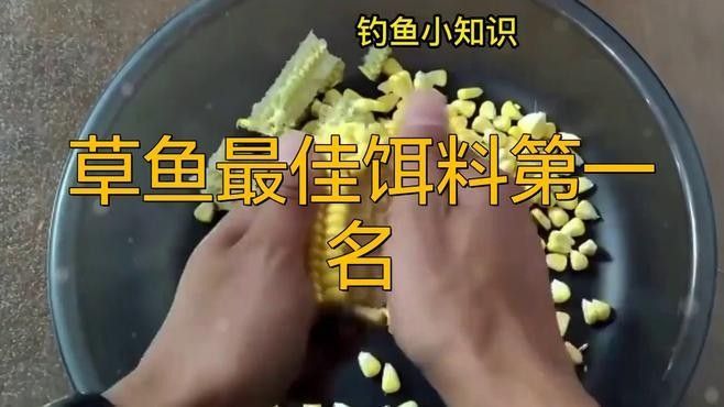 金龍魚餌游釣中國野釣青魚草魚