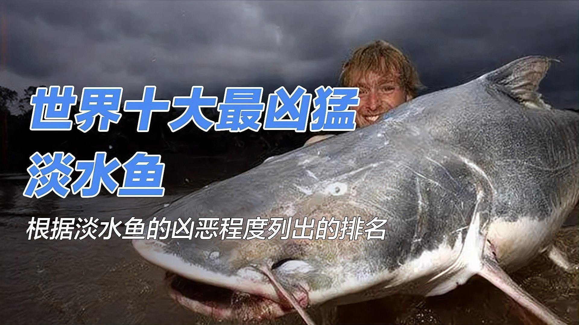 十種最兇猛的淡水魚（世界上“最兇猛”的10種淡水魚）