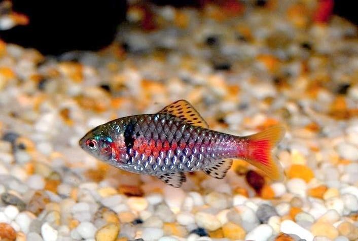 雙線側成魚圖片 觀賞魚百科 第4張 雙線側成魚圖片 雙線側成魚圖片 觀賞魚百科 第4張