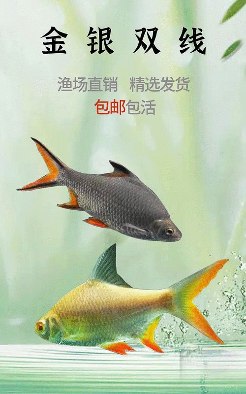 雙線側成魚圖片 觀賞魚百科 第1張 雙線側成魚圖片 雙線側成魚圖片 觀賞魚百科 第1張