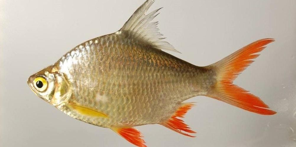 雙線側成魚圖片 觀賞魚百科 第6張 雙線側成魚圖片 雙線側成魚圖片 觀賞魚百科 第6張
