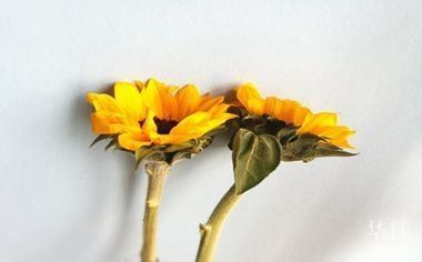 如何判斷圖片是否可商用？（圖片可以商用嗎？） 如何判斷圖片是否可商用？（圖片可以商用嗎？） 龍魚百科 第17張