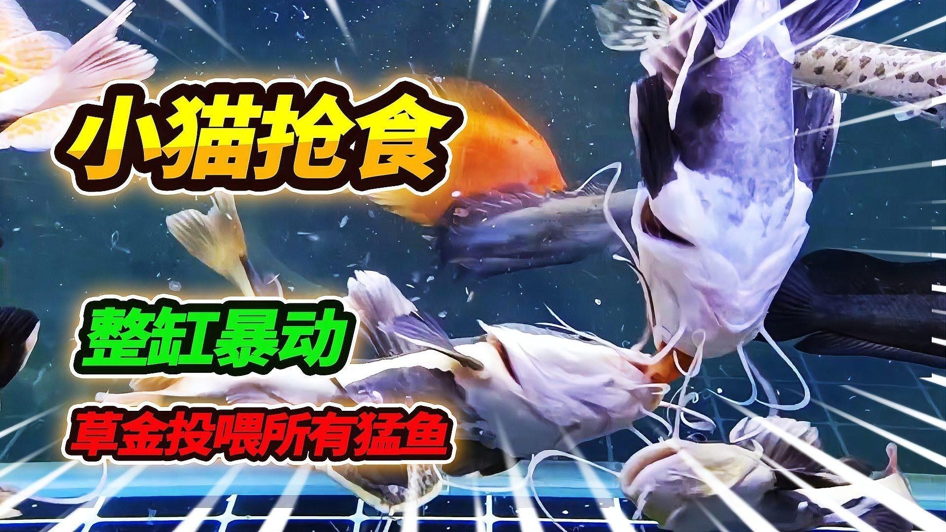 虎紋恐龍魚多久喂一次合適？