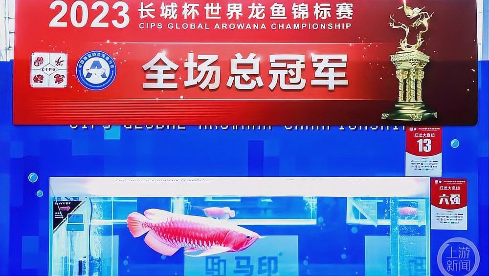 紅龍魚交易記錄導出有費用嗎