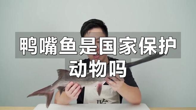 撒旦鴨嘴魚屬于國家保護動物嗎（撒旦鴨嘴魚是國家保護動物嗎） 撒旦鴨嘴魚屬于國家保護動物嗎（撒旦鴨嘴魚是國家保護動物嗎） 觀賞魚百科 第1張
