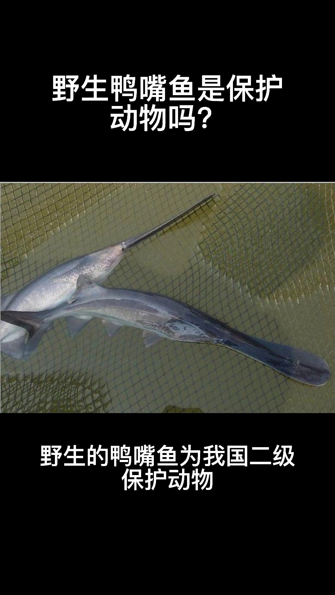撒旦鴨嘴魚屬于國家保護動物嗎（撒旦鴨嘴魚是國家保護動物嗎） 撒旦鴨嘴魚屬于國家保護動物嗎（撒旦鴨嘴魚是國家保護動物嗎） 觀賞魚百科 第2張