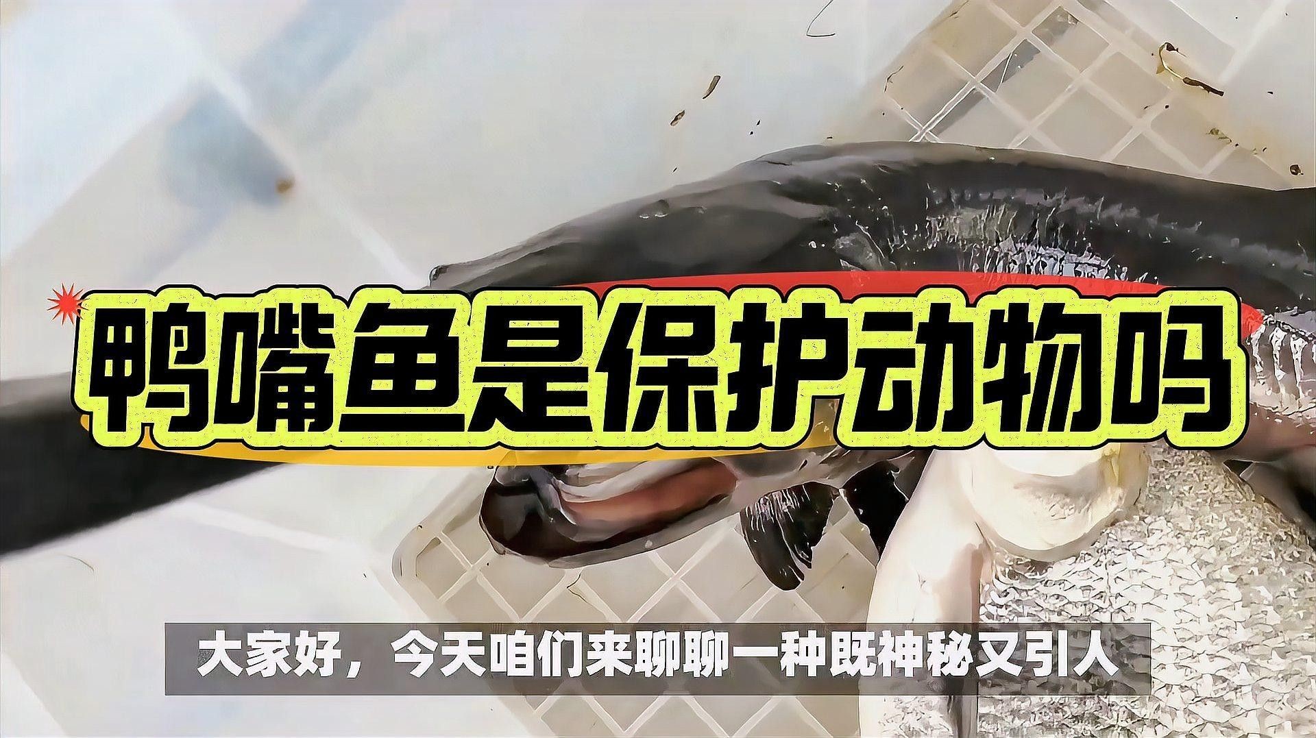 撒旦鴨嘴魚屬于國家保護動物嗎（撒旦鴨嘴魚是國家保護動物嗎） 撒旦鴨嘴魚屬于國家保護動物嗎（撒旦鴨嘴魚是國家保護動物嗎） 觀賞魚百科 第4張