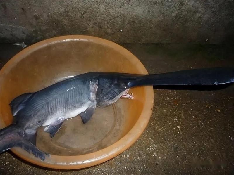 撒旦鴨嘴魚屬于國家保護動物嗎（撒旦鴨嘴魚是國家保護動物嗎） 撒旦鴨嘴魚屬于國家保護動物嗎（撒旦鴨嘴魚是國家保護動物嗎） 觀賞魚百科 第5張