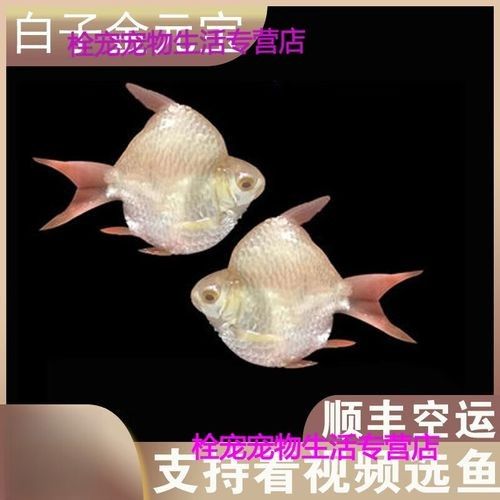 元寶鯽品牌（京東上銷售元寶鯽品牌及商品信息及商品信息及商品信息）