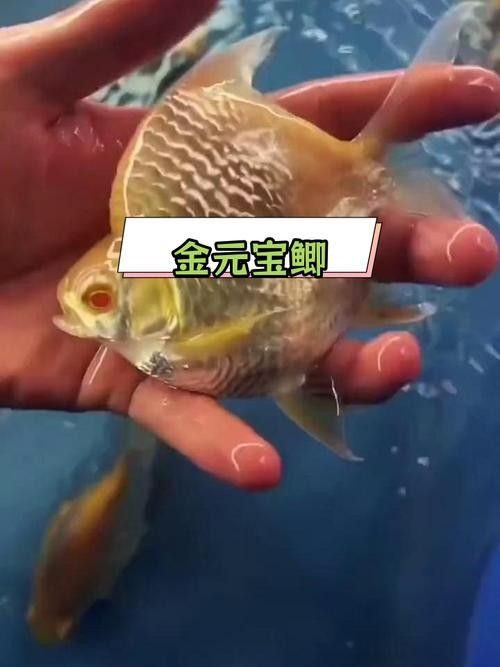 元寶鯽品牌（京東上銷售元寶鯽品牌及商品信息及商品信息及商品信息）