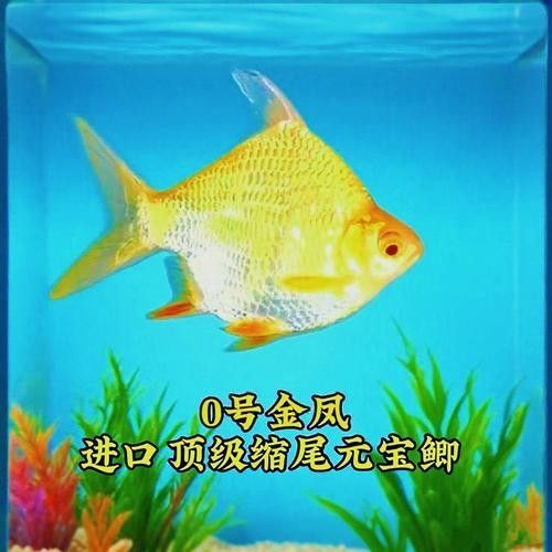 元寶鯽品牌（京東上銷售元寶鯽品牌及商品信息及商品信息及商品信息）
