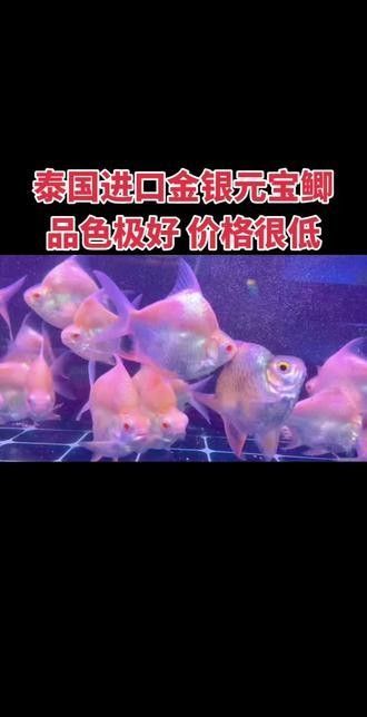 元寶鯽品牌（京東上銷售元寶鯽品牌及商品信息及商品信息及商品信息）