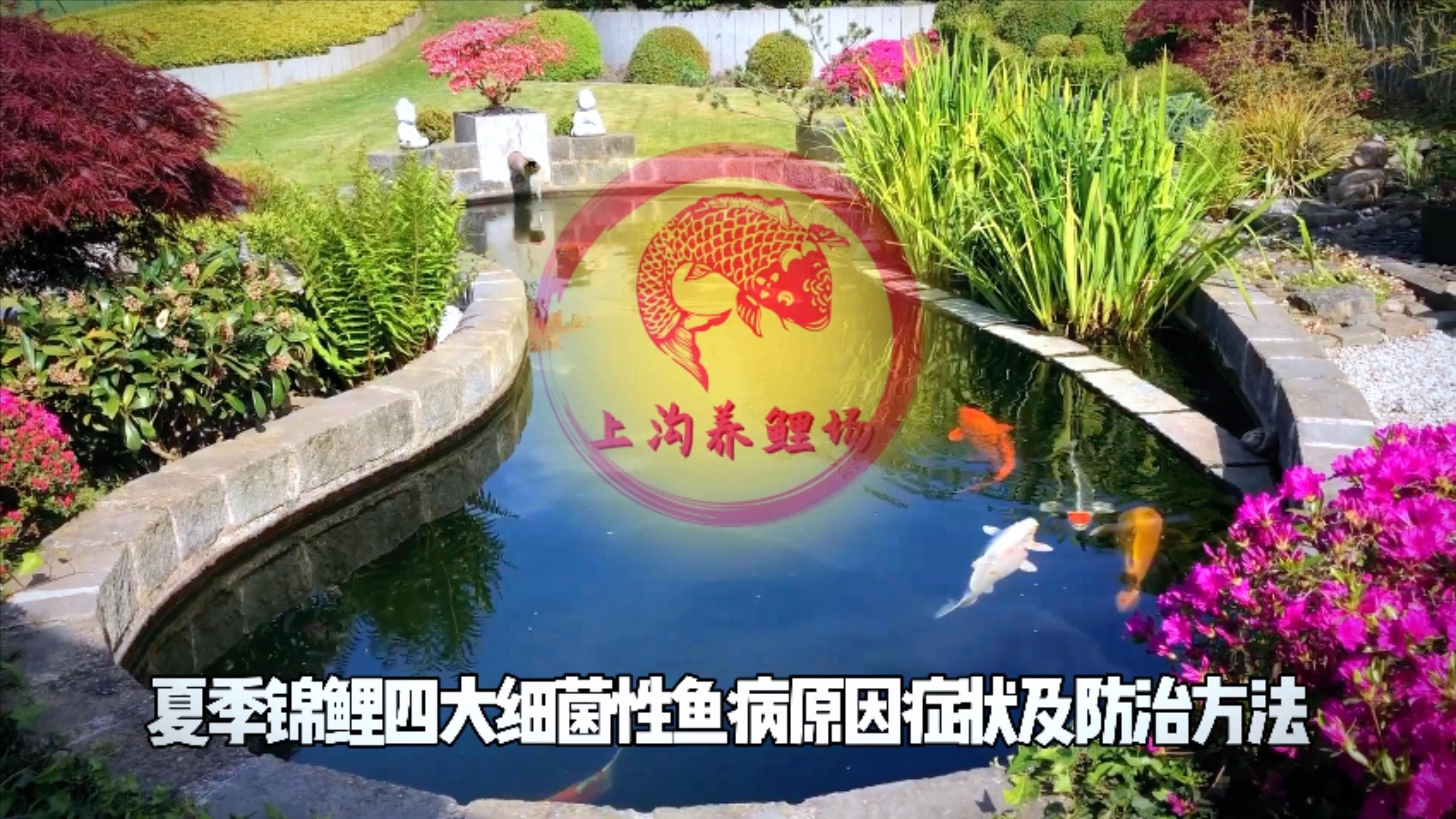 錦鯉魚容易得什么病 錦鯉魚容易得什么病 觀賞魚百科 第1張