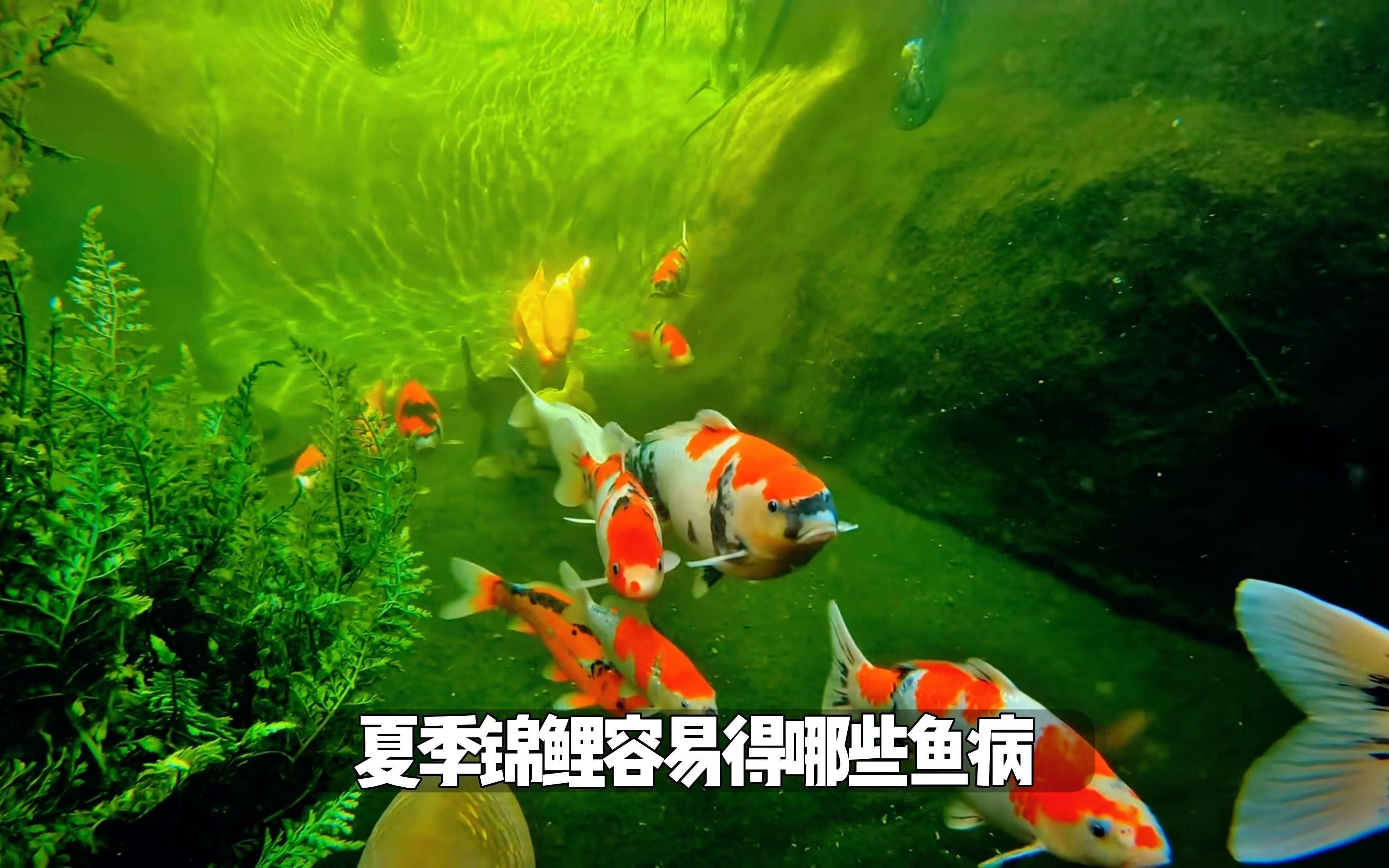 錦鯉魚容易得什么病 錦鯉魚容易得什么病 觀賞魚百科 第2張