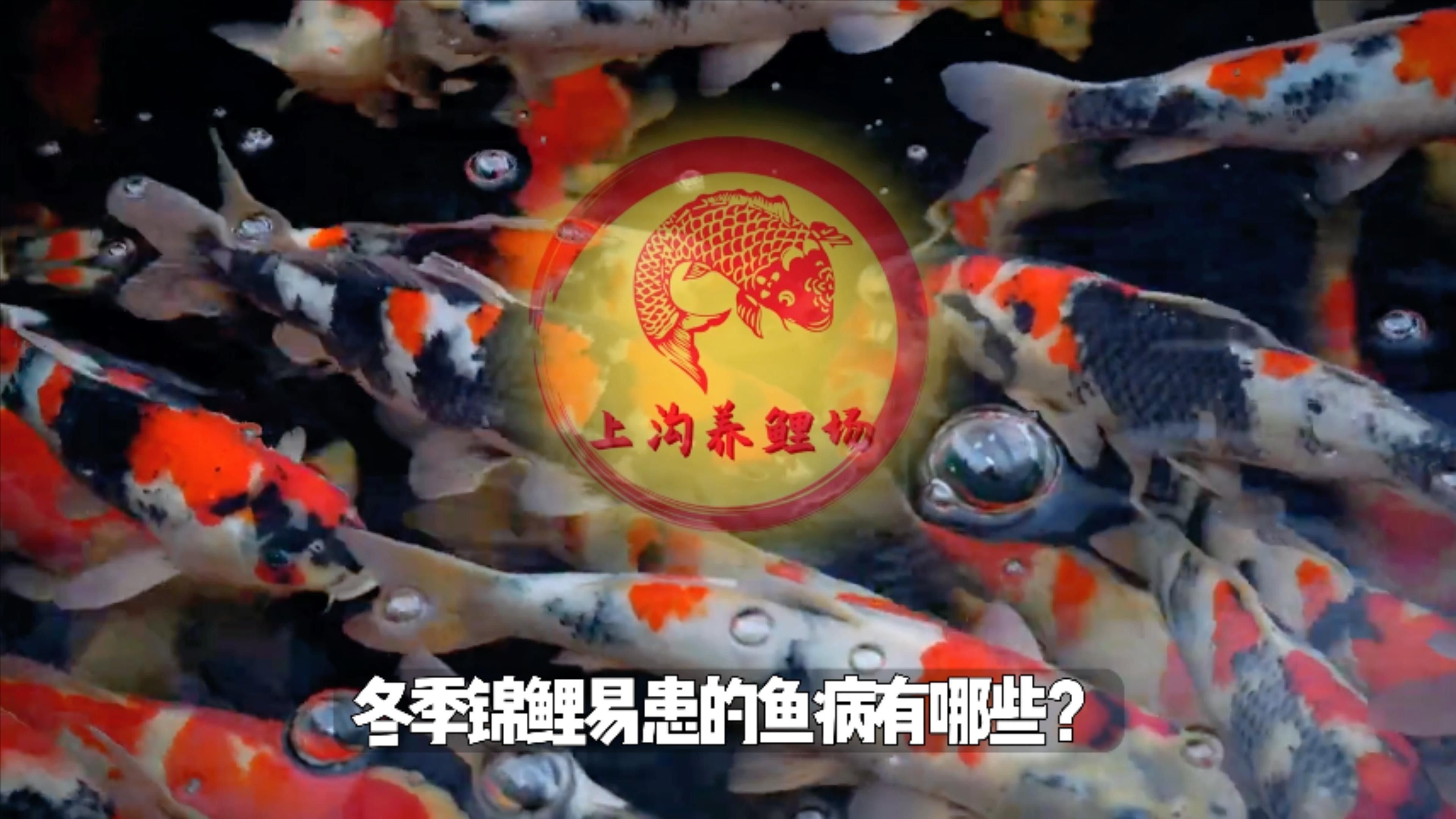 錦鯉魚容易得什么病 錦鯉魚容易得什么病 觀賞魚百科 第3張