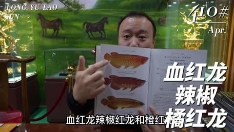 紅龍海水魚是什么品種 紅龍海水魚是什么品種 觀賞魚百科 第3張