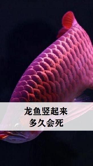龍魚豎起來多久會死（龍魚豎起來多久會死萌寵專家探尋奇妙的水生魚類世界） 龍魚豎起來多久會死（龍魚豎起來多久會死萌寵專家探尋奇妙的水生魚類世界） 觀賞魚百科 第2張