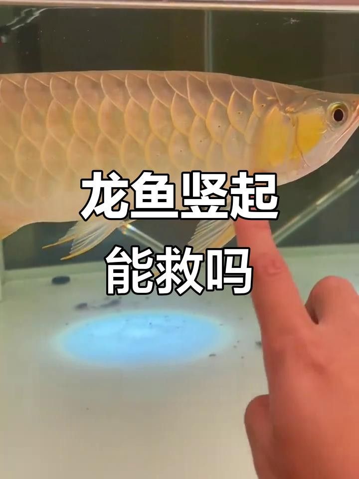 龍魚豎起來多久會死（龍魚豎起來多久會死萌寵專家探尋奇妙的水生魚類世界） 龍魚豎起來多久會死（龍魚豎起來多久會死萌寵專家探尋奇妙的水生魚類世界） 觀賞魚百科 第4張