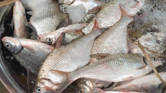 清蒸和順魚圖片 清蒸和順魚圖片 觀賞魚百科 第10張