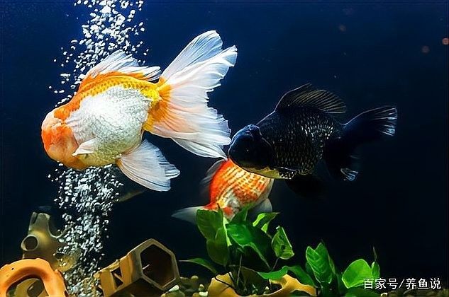 如何預防雷龍魚水霉??？ 如何預防雷龍魚水霉?。?龍魚百科 第1張