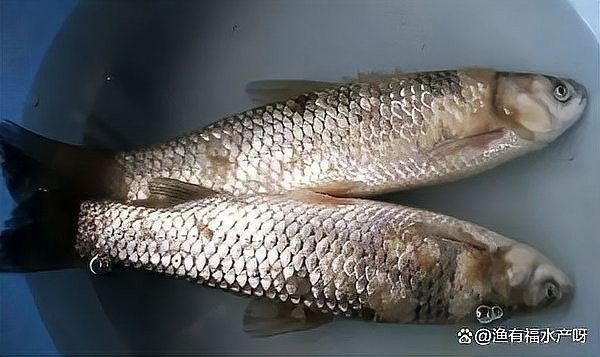 如何預防雷龍魚水霉病？ 如何預防雷龍魚水霉??？ 龍魚百科 第4張