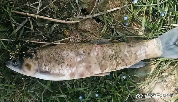 如何預防雷龍魚水霉病？ 如何預防雷龍魚水霉?。?龍魚百科 第6張