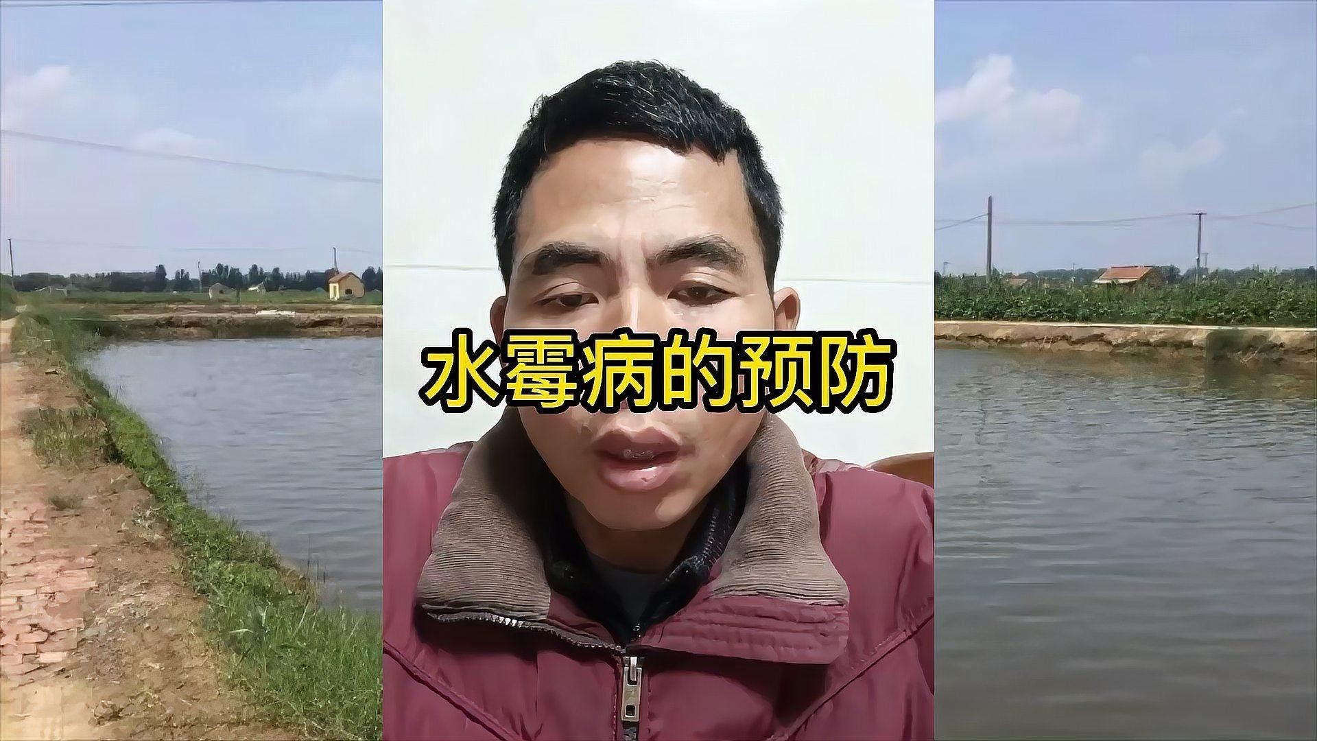 如何預防雷龍魚水霉病？ 如何預防雷龍魚水霉病？ 龍魚百科 第9張