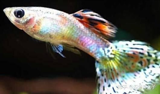 藍帆變色龍魚繁殖頻率高嗎