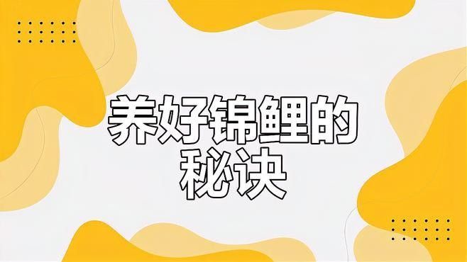 龍錦軒觀賞魚的價格范圍是多少？ 龍錦軒觀賞魚的價格范圍是多少？ 龍魚百科 第7張
