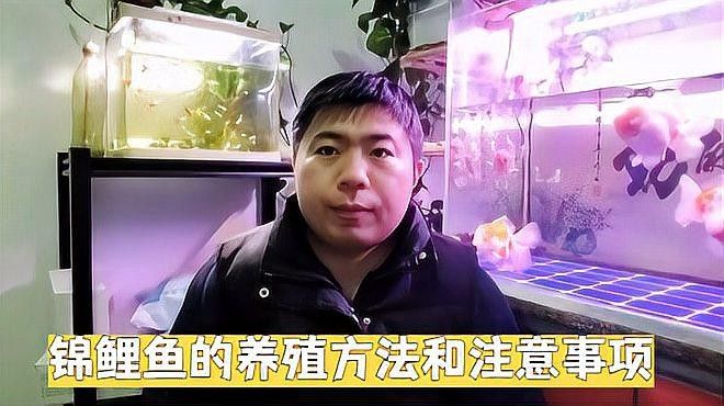 龍錦軒觀賞魚的價格范圍是多少？ 龍錦軒觀賞魚的價格范圍是多少？ 龍魚百科 第6張
