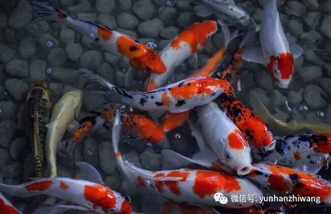 龍錦軒觀賞魚的價格范圍是多少？ 龍錦軒觀賞魚的價格范圍是多少？ 龍魚百科 第8張