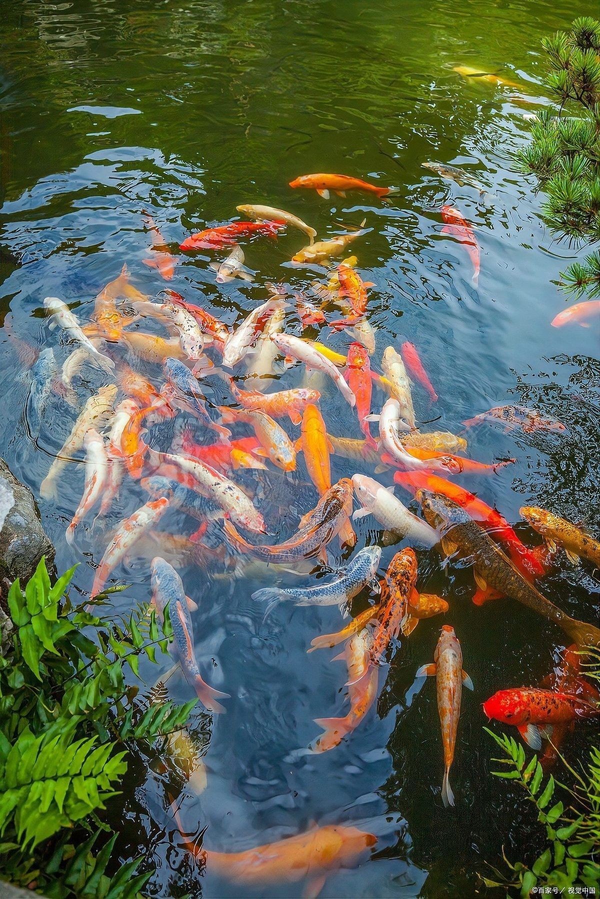龍錦軒觀賞魚的價格范圍是多少？ 龍錦軒觀賞魚的價格范圍是多少？ 龍魚百科 第11張