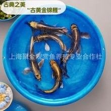 龍錦軒觀賞魚的價格范圍是多少？ 龍錦軒觀賞魚的價格范圍是多少？ 龍魚百科 第14張