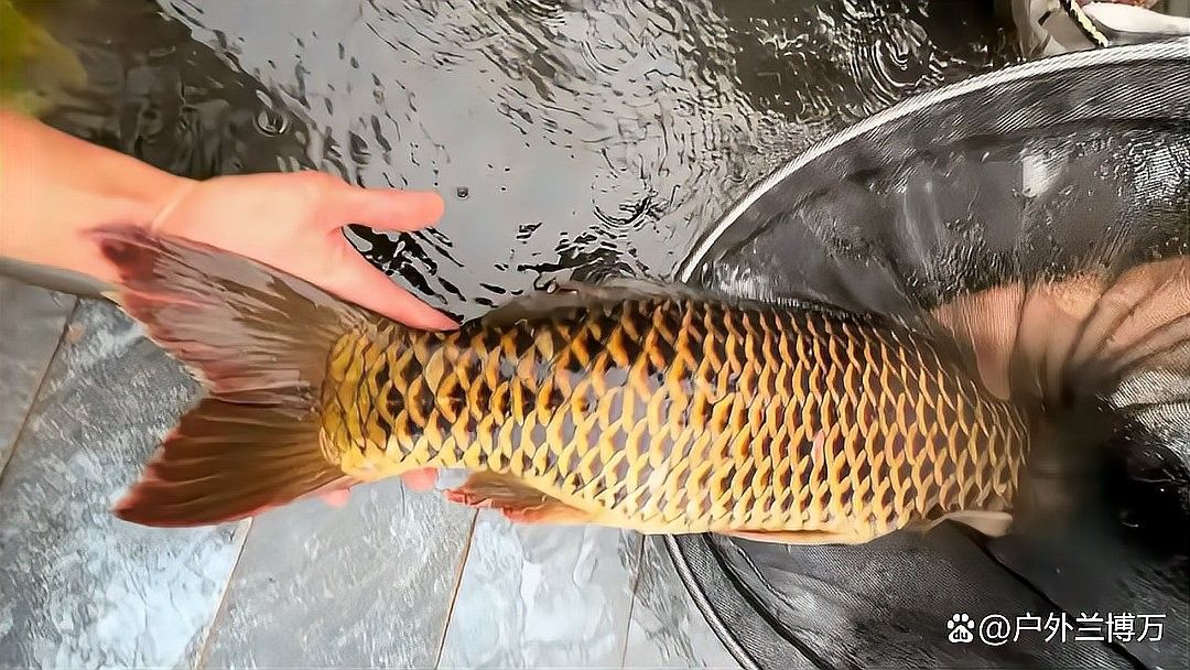 龍鱗魚是什么魚