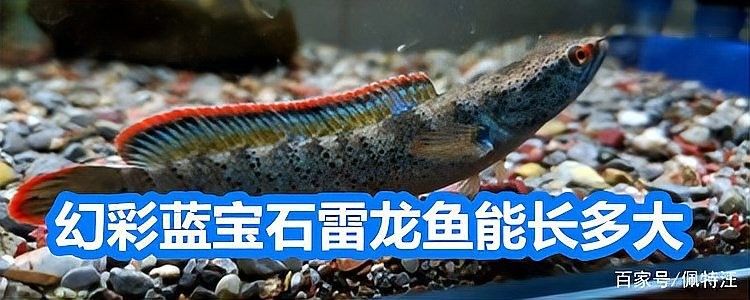 藍(lán)寶石雷龍的最佳飼養(yǎng)環(huán)境是怎樣的 藍(lán)寶石雷龍的最佳飼養(yǎng)環(huán)境是怎樣的 龍魚(yú)百科 第5張