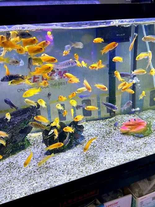 如何聯系青島龍魚魚苗漁場（青島地區與龍魚魚苗相關的漁場聯系方式匯總）