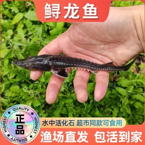 如何聯系青島龍魚魚苗漁場（青島地區與龍魚魚苗相關的漁場聯系方式匯總）