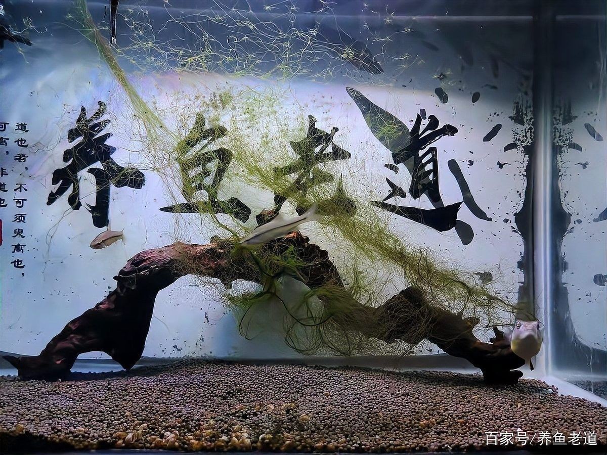 雷龍魚不開燈會怎樣？（養魚老道，雷龍魚要開燈嗎）