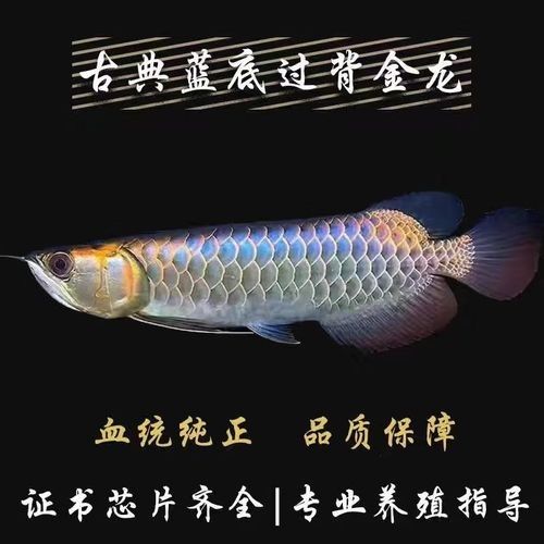 過背金龍魚苗價格是多少？（背金龍魚苗的價格因地區(qū)、季節(jié)和供應量的不同而有所差異）